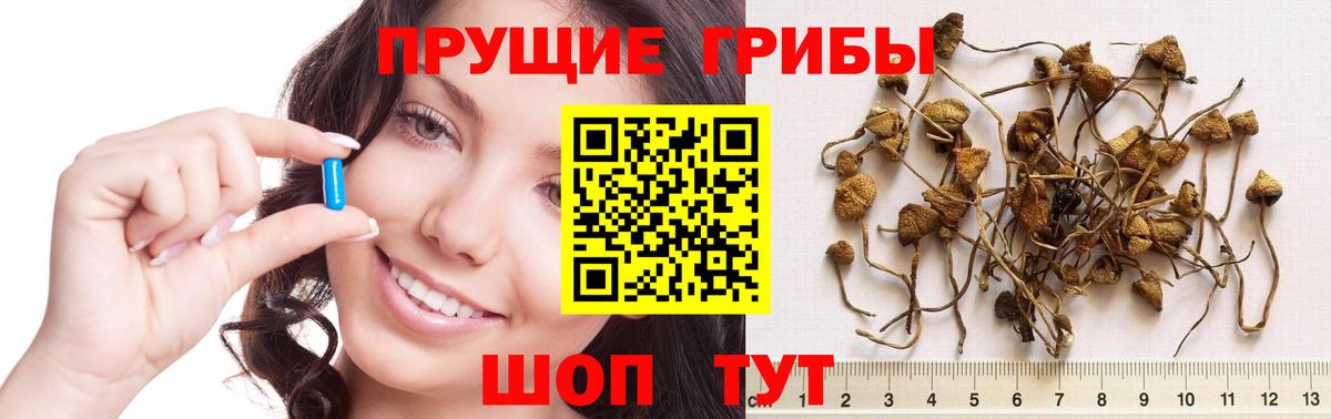 Тула  Псилоцибиновые грибы мицелий  Вход с VPN 